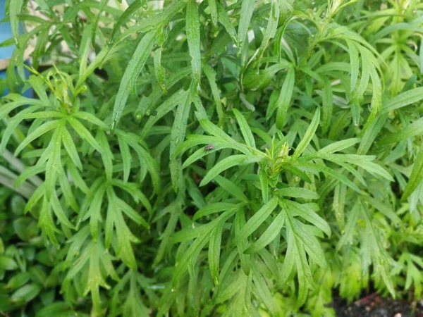 Αρωματικό Φυλλώδες Πράσινο Φυτό Mugwort — Φωτογραφία Αρχείου