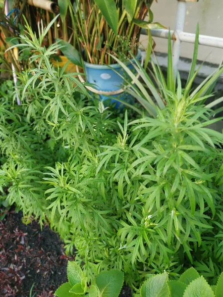 Aromatik Yapraklı Yeşil Mugwort Bitkisi — Stok fotoğraf