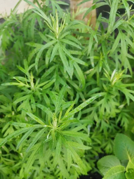 Αρωματικό Φυλλώδες Πράσινο Φυτό Mugwort — Φωτογραφία Αρχείου
