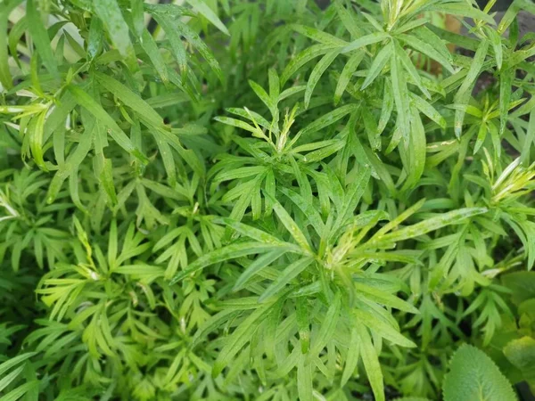 Aromatik Yapraklı Yeşil Mugwort Bitkisi — Stok fotoğraf