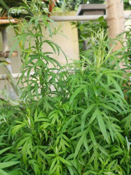 Aromatik Yapraklı Yeşil Mugwort Bitkisi — Stok fotoğraf