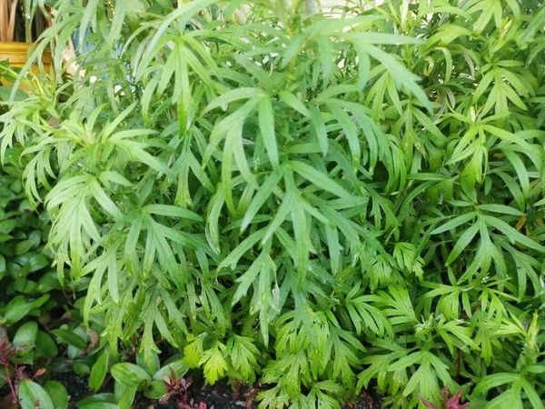 aromatic leafy green mugwort plant.