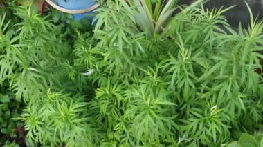 aromatik yapraklı yeşil mugwort bitkisi.
