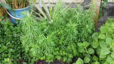 aromatik yapraklı yeşil mugwort bitkisi.