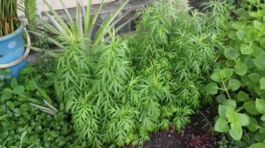 aromatik yapraklı yeşil mugwort bitkisi.