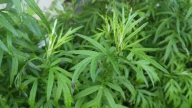 aromatik yapraklı yeşil mugwort bitkisi.