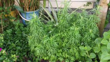 aromatik yapraklı yeşil mugwort bitkisi.