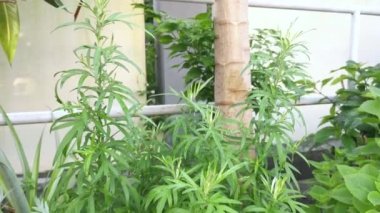 aromatik yapraklı yeşil mugwort bitkisi.