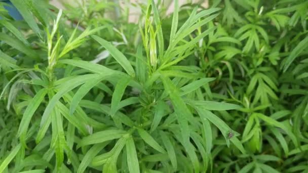 Aromatic Leafy Green Mugwort Plant — Stock Video