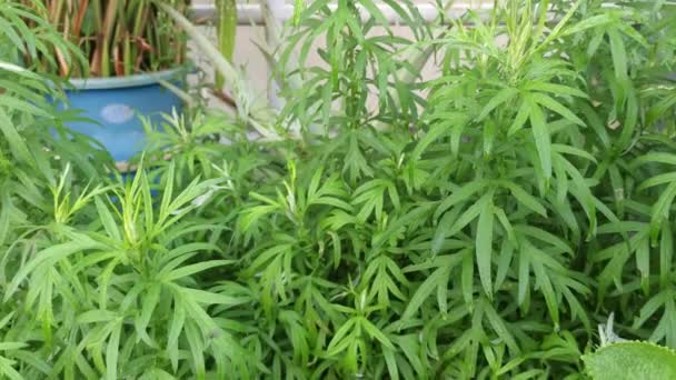 Aromatic Leafy Green Mugwort Plant — Stock Video