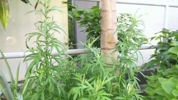 Tumbuhan Mugwort Hijau Berdaun Aromatik — Stok Video