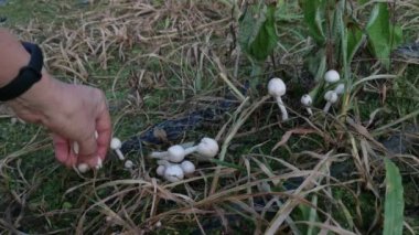 Vahşi beyaz Psathyrella mantarı kümesini toplamak