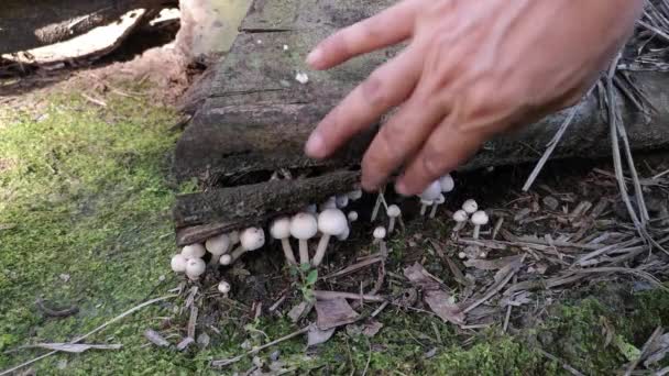 Picking Cluster Wild White Psathyrella Mushroom — Stock Video