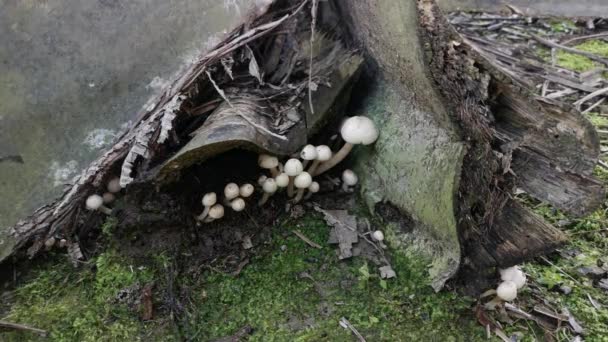 Recogiendo Racimo Hongos Psathyrella Blancos Silvestres — Vídeos de Stock