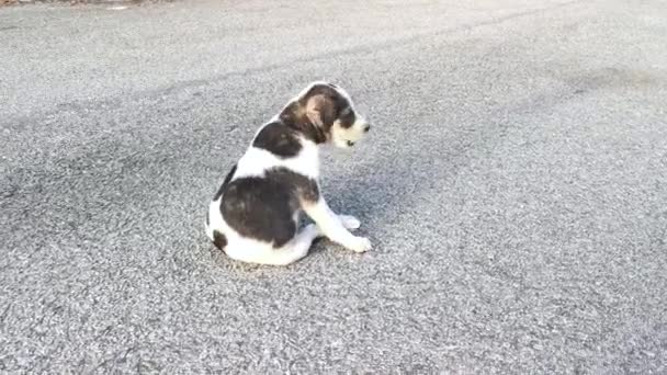 Anak Anjing Liar Bermain Jalan Aspal — Stok Video