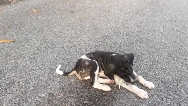 Cuccioli Randagi Che Giocano Sulla Strada Asfaltata — Video Stock