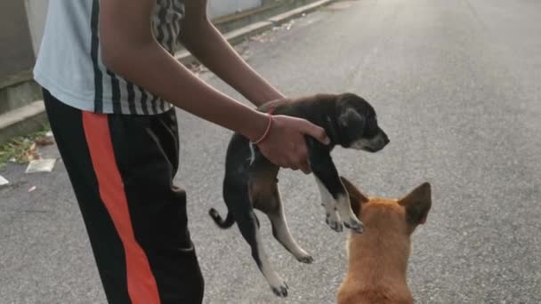 Cachorros Vadios Brincando Rua Asfalto — Vídeo de Stock