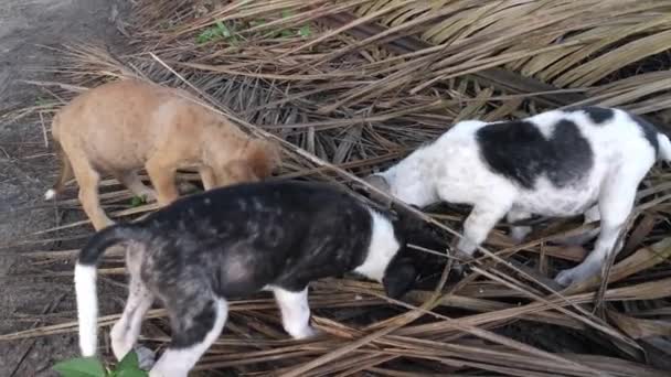 Wild Stray Puppies Eating Plantation — Stock Video