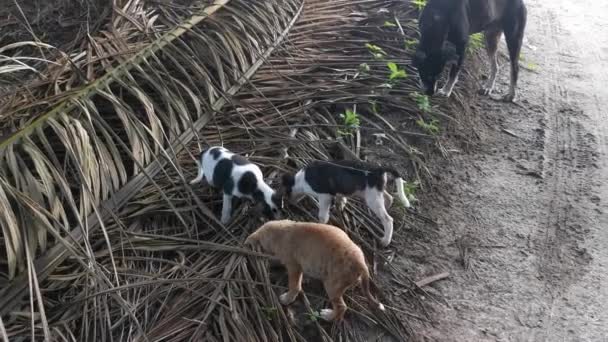 Chiots Errants Sauvages Mangeant Plantation — Video