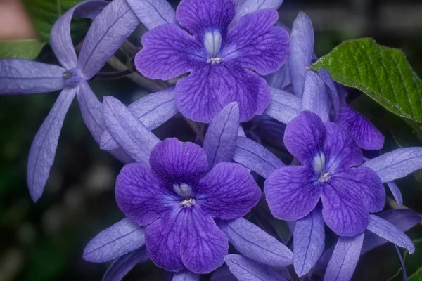 Närbild Lila Sandpapper Vinranka Blomma — Stockfoto