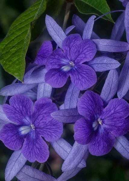 Tiro Cerca Flor Lija Lija Lija Púrpura — Foto de Stock