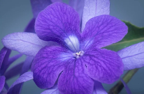 Colpo Ravvicinato Del Fiore Vite Viola Carta Vetrata — Foto Stock