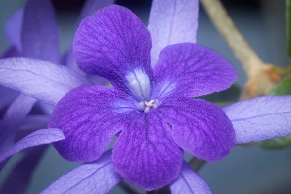 Close Shot Purple Sandpaper Vine Flower — Stock Photo, Image