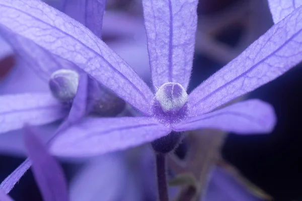 Plan Rapproché Fleur Vigne Papier Verre Violet — Photo