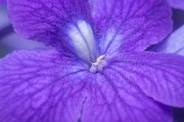 Close Shot Purple Sandpaper Vine Flower — Stock Photo, Image