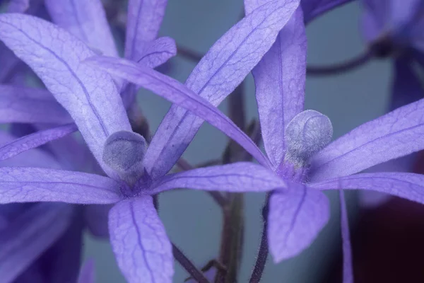 Zblízka Záběr Fialového Pískovcového Květu — Stock fotografie