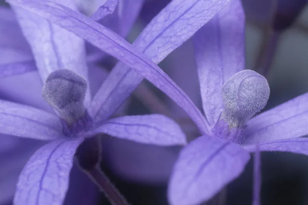 Zblízka Záběr Fialového Pískovcového Květu — Stock fotografie