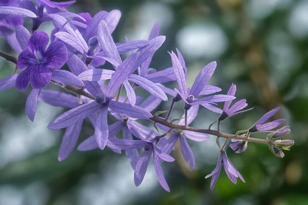 Bliskie Ujęcie Purpurowego Kwiatu Winorośli — Zdjęcie stockowe