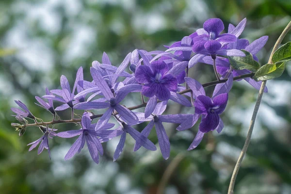 Close Shot Purple Sandpaper Vine Flower — Stock Photo, Image