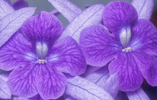 Close Shot Purple Sandpaper Vine Flower — Stock Photo, Image