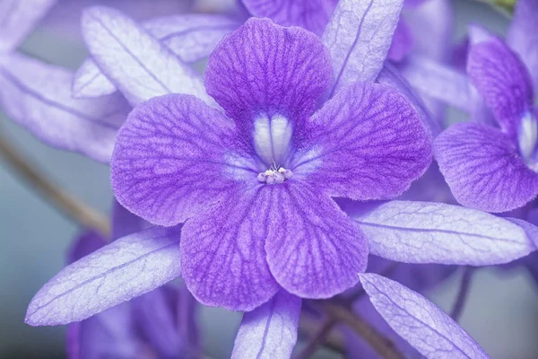 Zblízka Záběr Fialového Pískovcového Květu — Stock fotografie