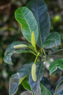 Artocarpus heterphyllus 'un yapraklı dalı yaprakları vurur..