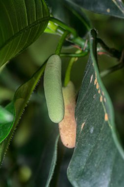 Artocarpus heterphyllus 'un yapraklı dalı yaprakları vurur..