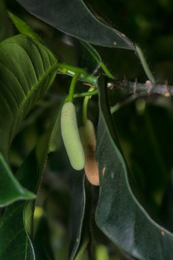 Artocarpus heterphyllus 'un yapraklı dalı yaprakları vurur..