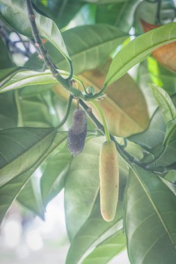 Yosunlu çürüyen artocarpus heterphyllus meyvesi. 