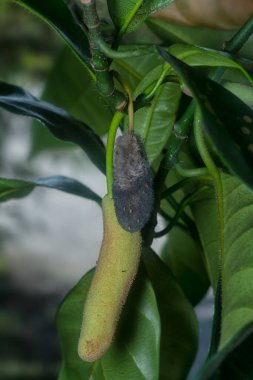 Yosunlu çürüyen artocarpus heterphyllus meyvesi. 