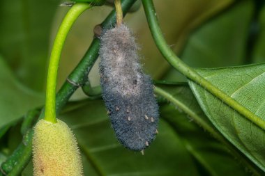 Yosunlu çürüyen artocarpus heterphyllus meyvesi. 