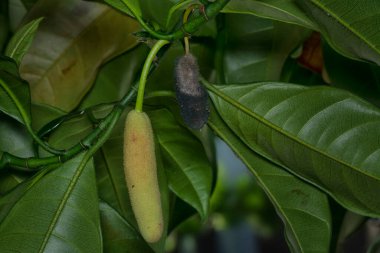Yosunlu çürüyen artocarpus heterphyllus meyvesi. 
