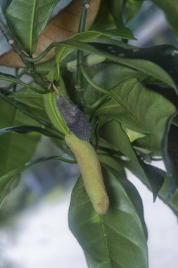 Yosunlu çürüyen artocarpus heterphyllus meyvesi. 