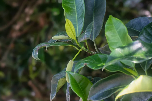 Φυλλώδη Κλαδιά Από Φύλλα Artocarpus Heterphyllus — Φωτογραφία Αρχείου