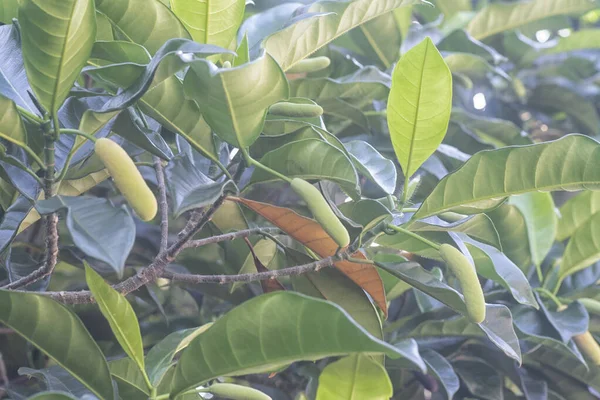 Artocarpus Heterphyllus Levelek Leveles Ága — Stock Fotó