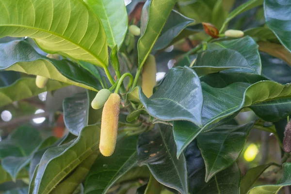 Artocarpus Heterphyllus Yapraklı Dalı Yaprakları Vurur — Stok fotoğraf