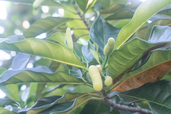 Bladverliezende Tak Van Artocarpus Heterphyllus Scheut Bladeren — Stockfoto