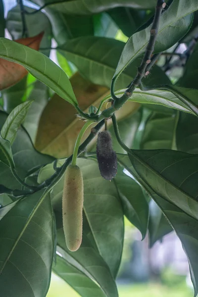 Mohás Rothadó Artocarpus Heterphyllus Gyümölcs — Stock Fotó