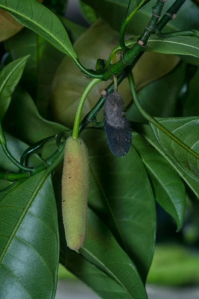 Yosunlu çürüyen artocarpus heterphyllus meyvesi. 