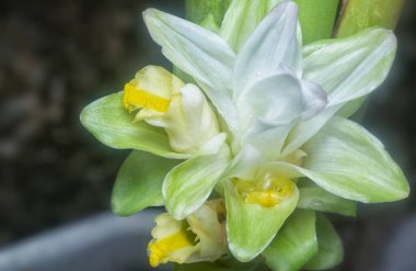 Sapından filizlenen beyaz zerdeçal çiçeği.